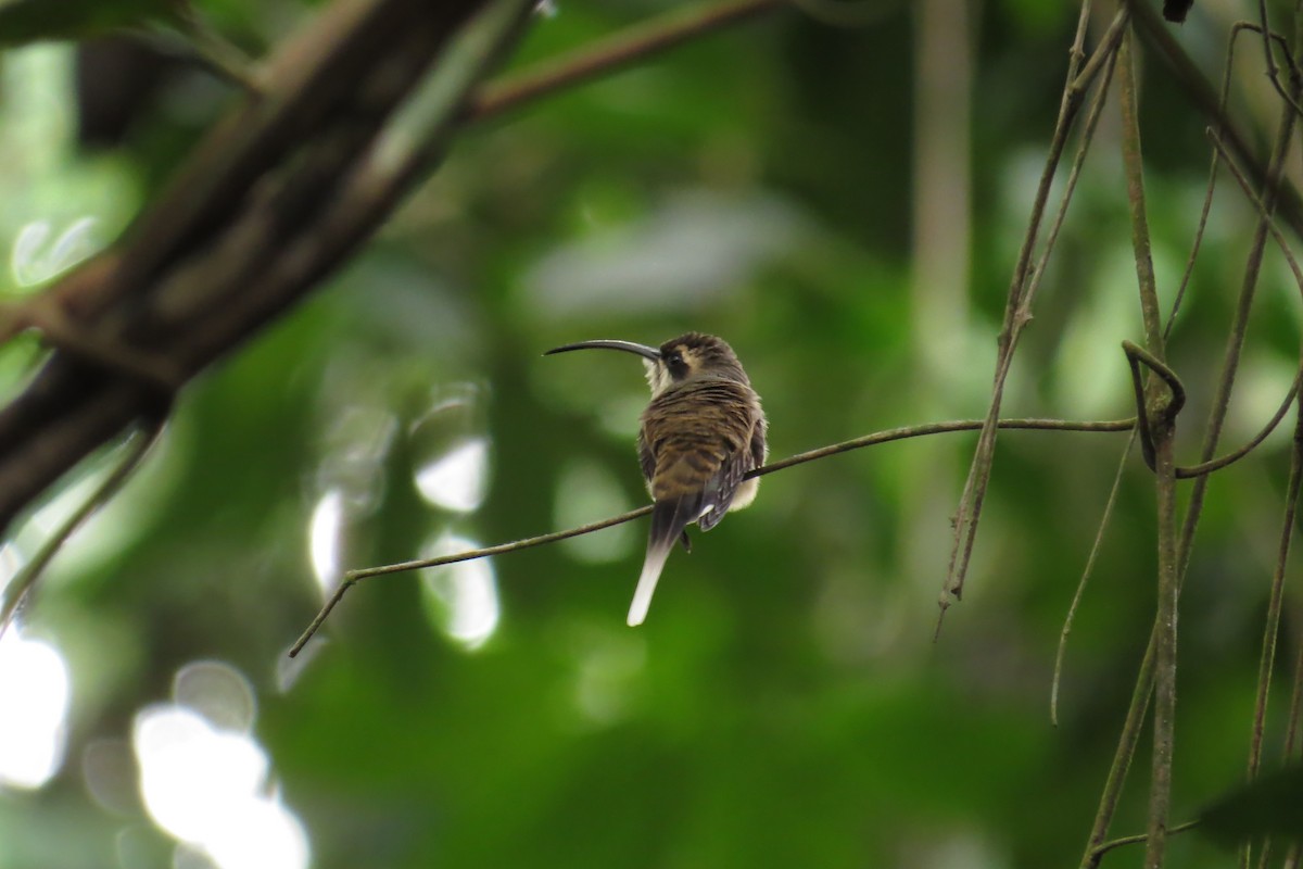 Long-tailed Hermit - ML591057041