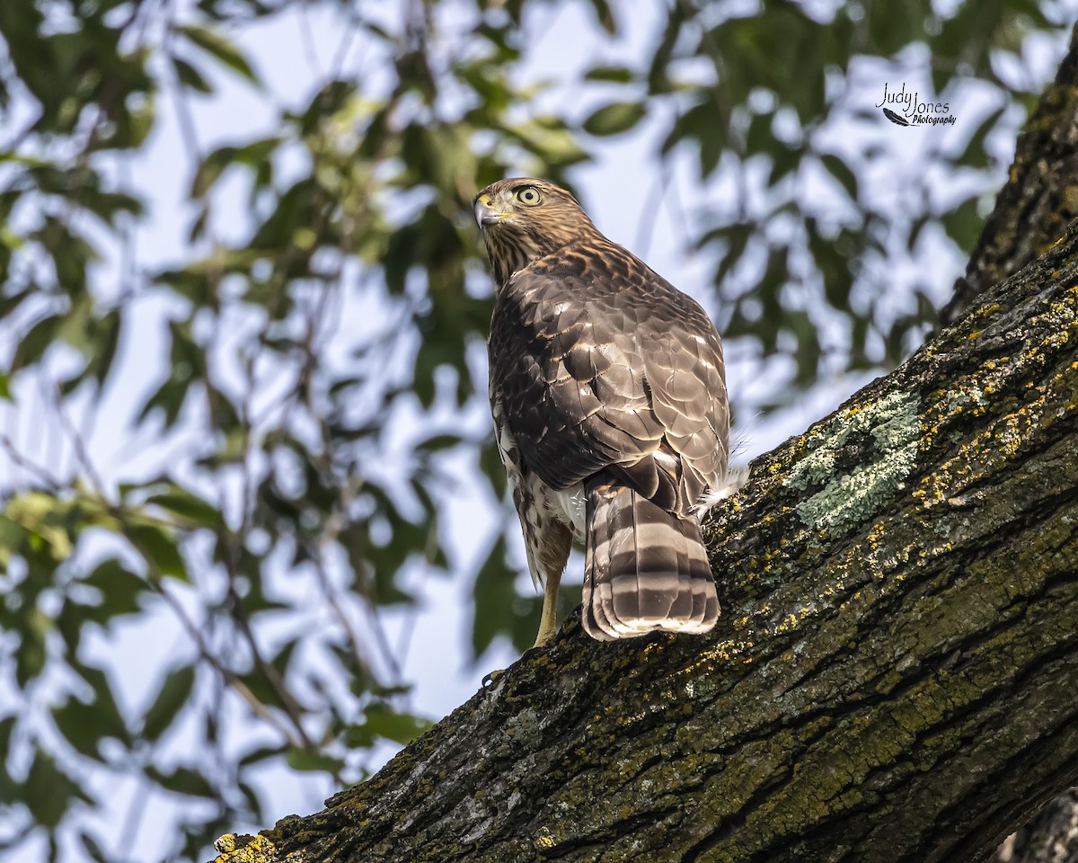 Cooper's Hawk - ML591057161