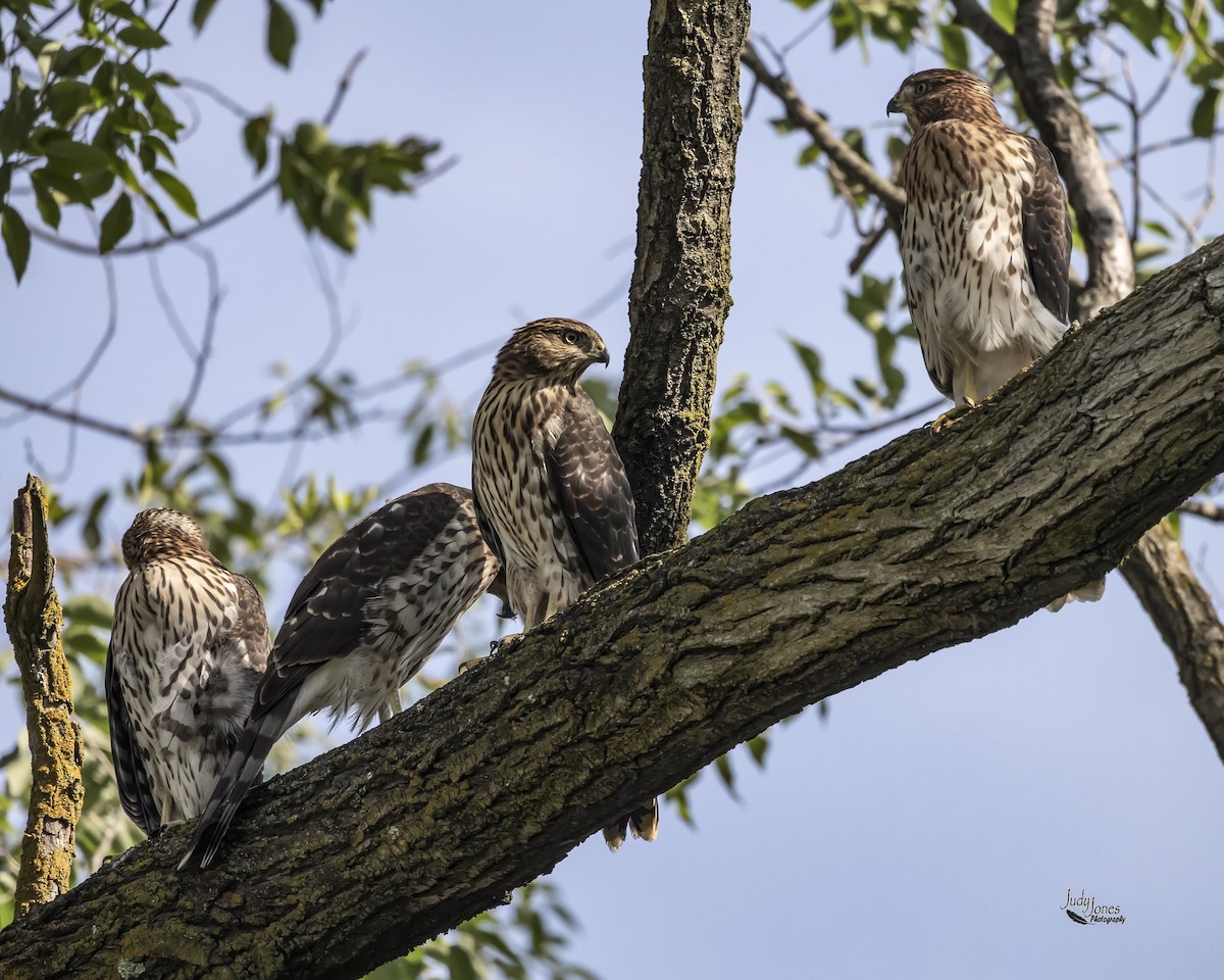 Cooper's Hawk - ML591057181