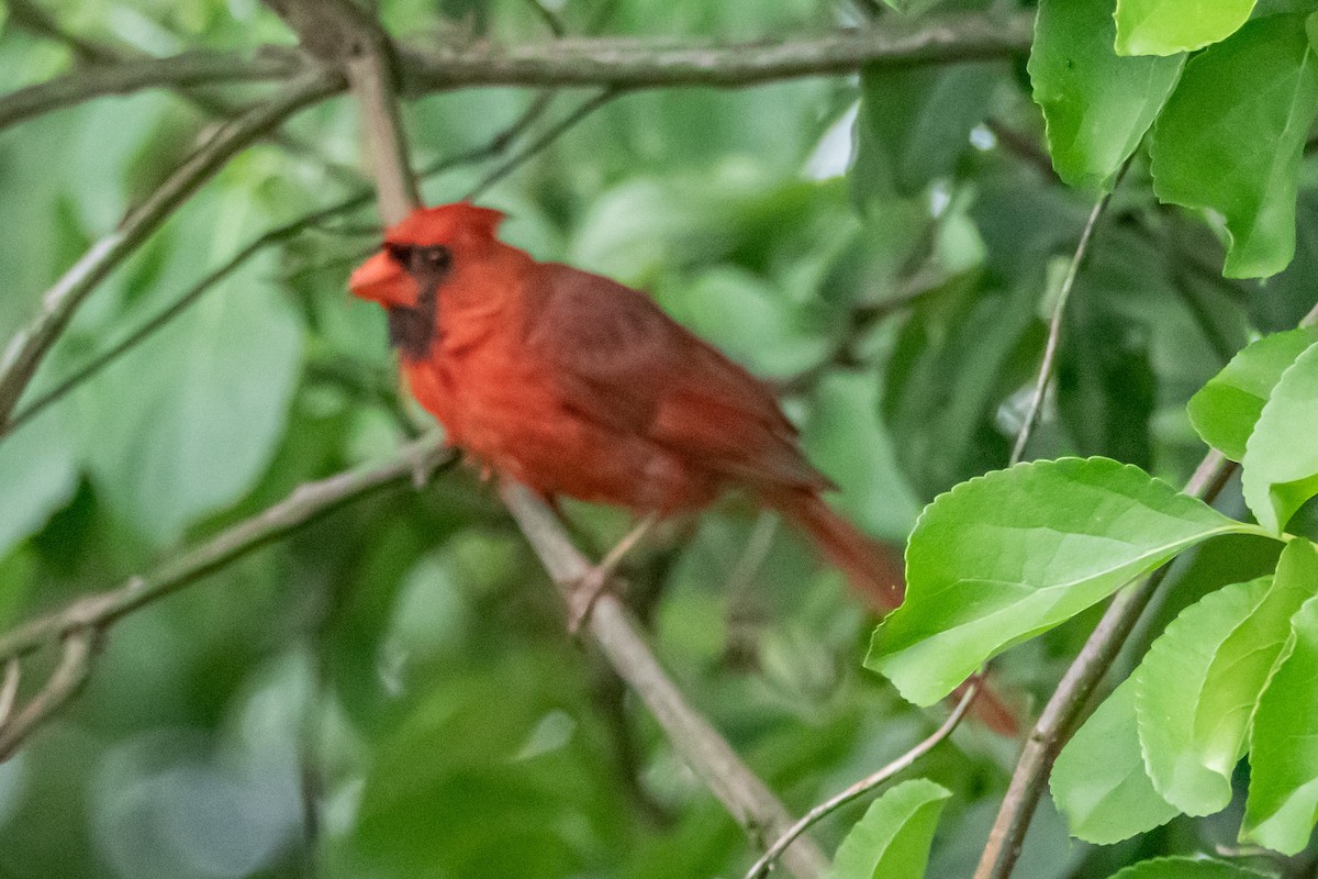 Cardinal rouge - ML591057281