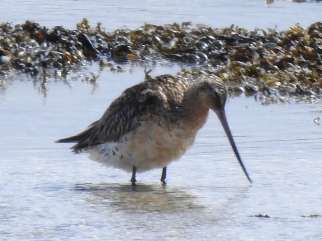 Pittima minore - ML591057541