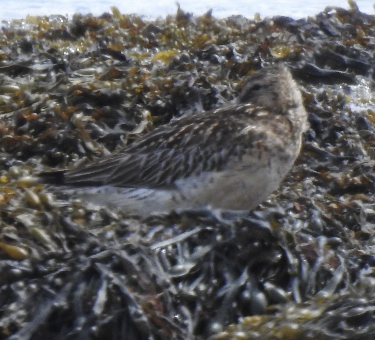 Pittima minore - ML591057551