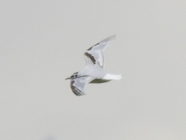 Gabbianello - ML591058021