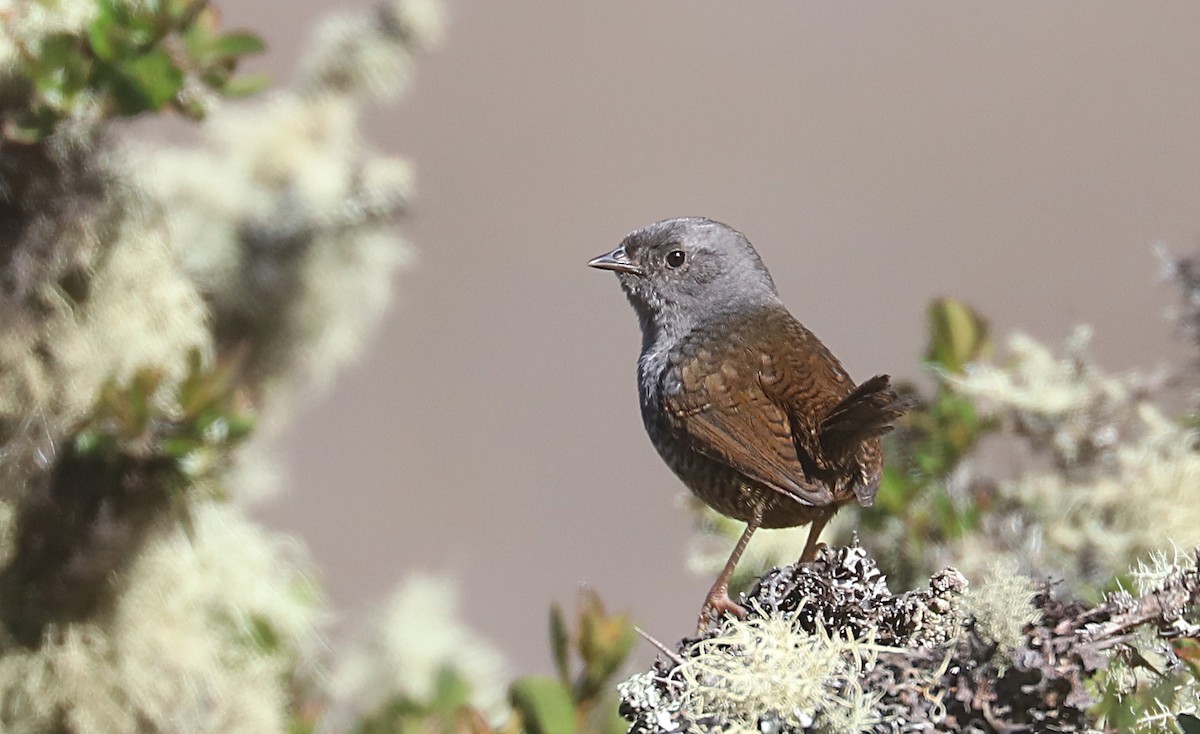 Jalca Tapaculo - ML591058241