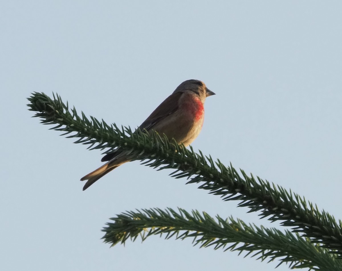 Eurasian Linnet - ML591058291