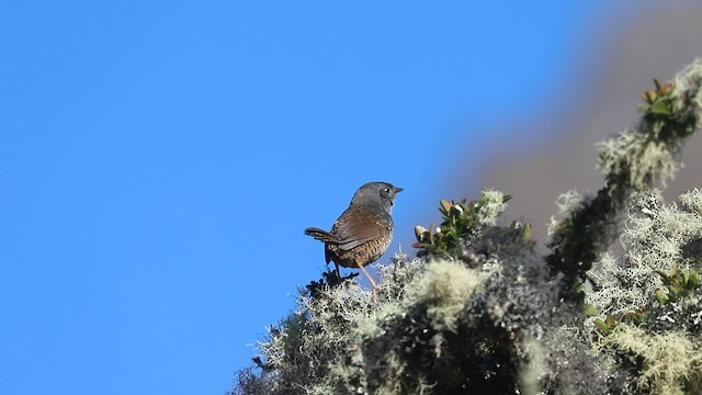 Jalca Tapaculo - ML591058381