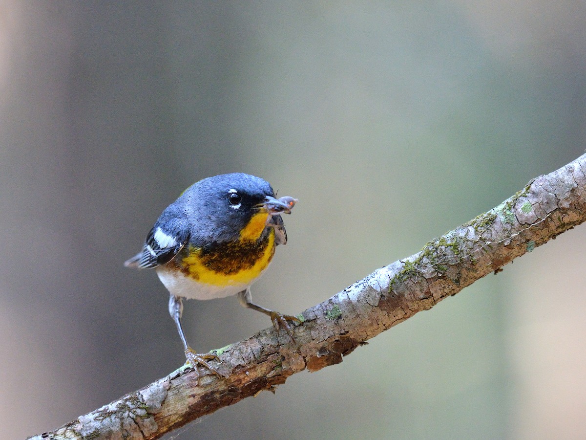 Northern Parula - Scott Olshanoski