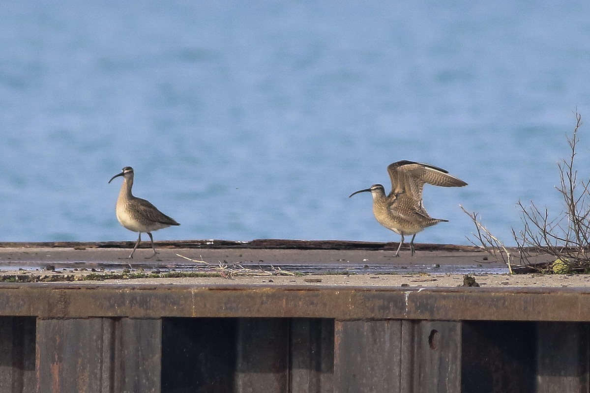 Whimbrel - ML59105951