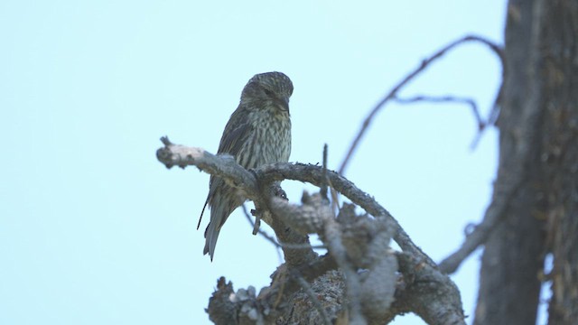 Bec-croisé de l'Idaho - ML591059831