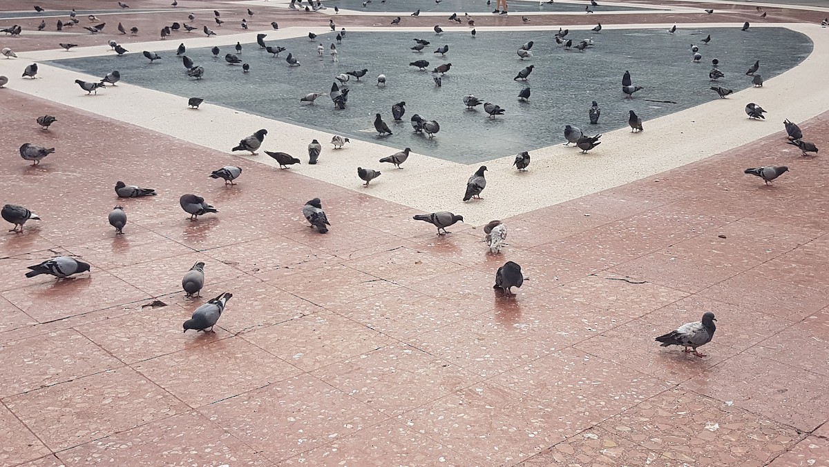 Rock Pigeon (Feral Pigeon) - ML591060281