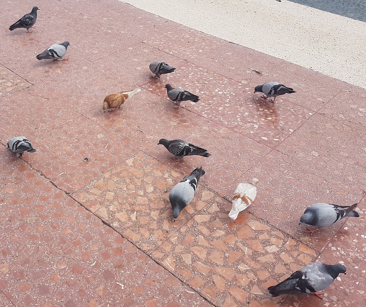 Rock Pigeon (Feral Pigeon) - A Emmerson