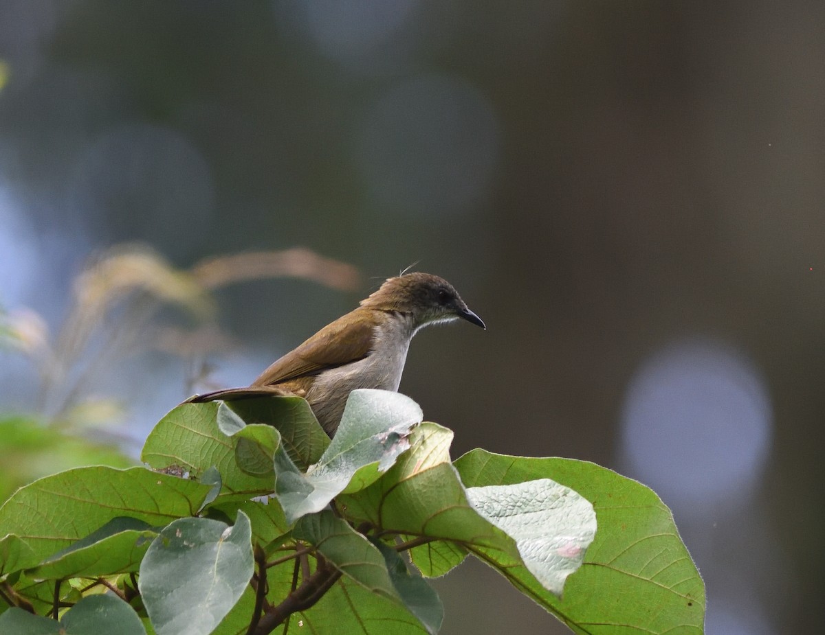 Slender-billed Greenbul - ML591060591