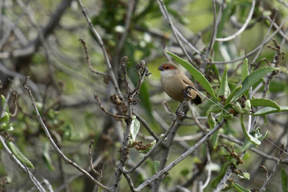 Common Waxbill - ML591060651