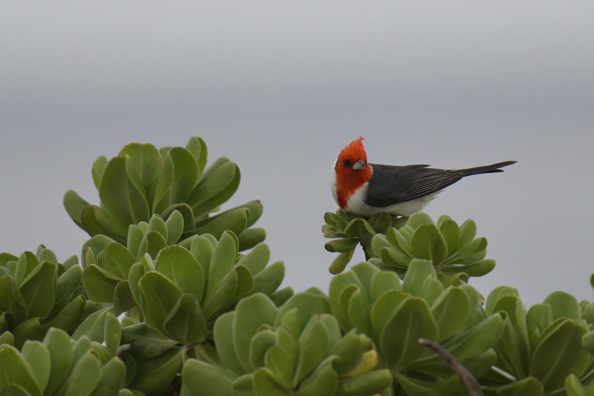 Red-crested Cardinal - ML591060731