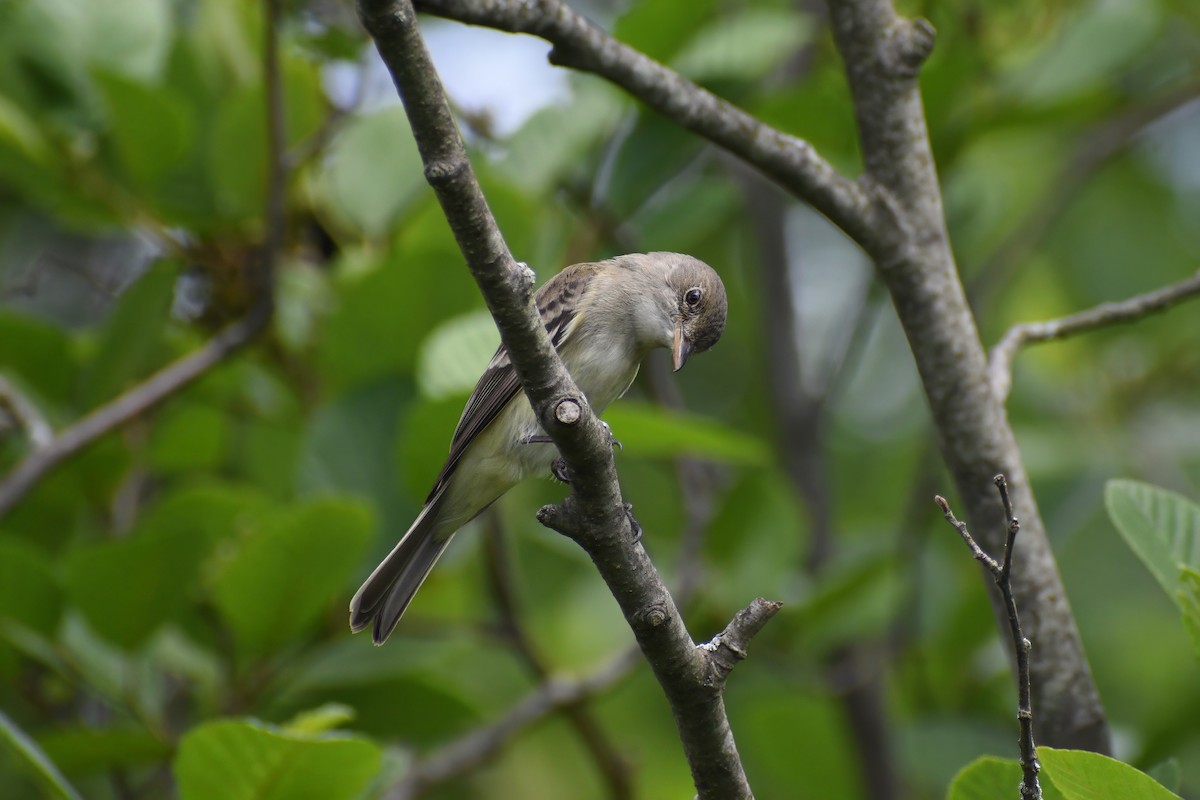 Willow Flycatcher - ML591061111