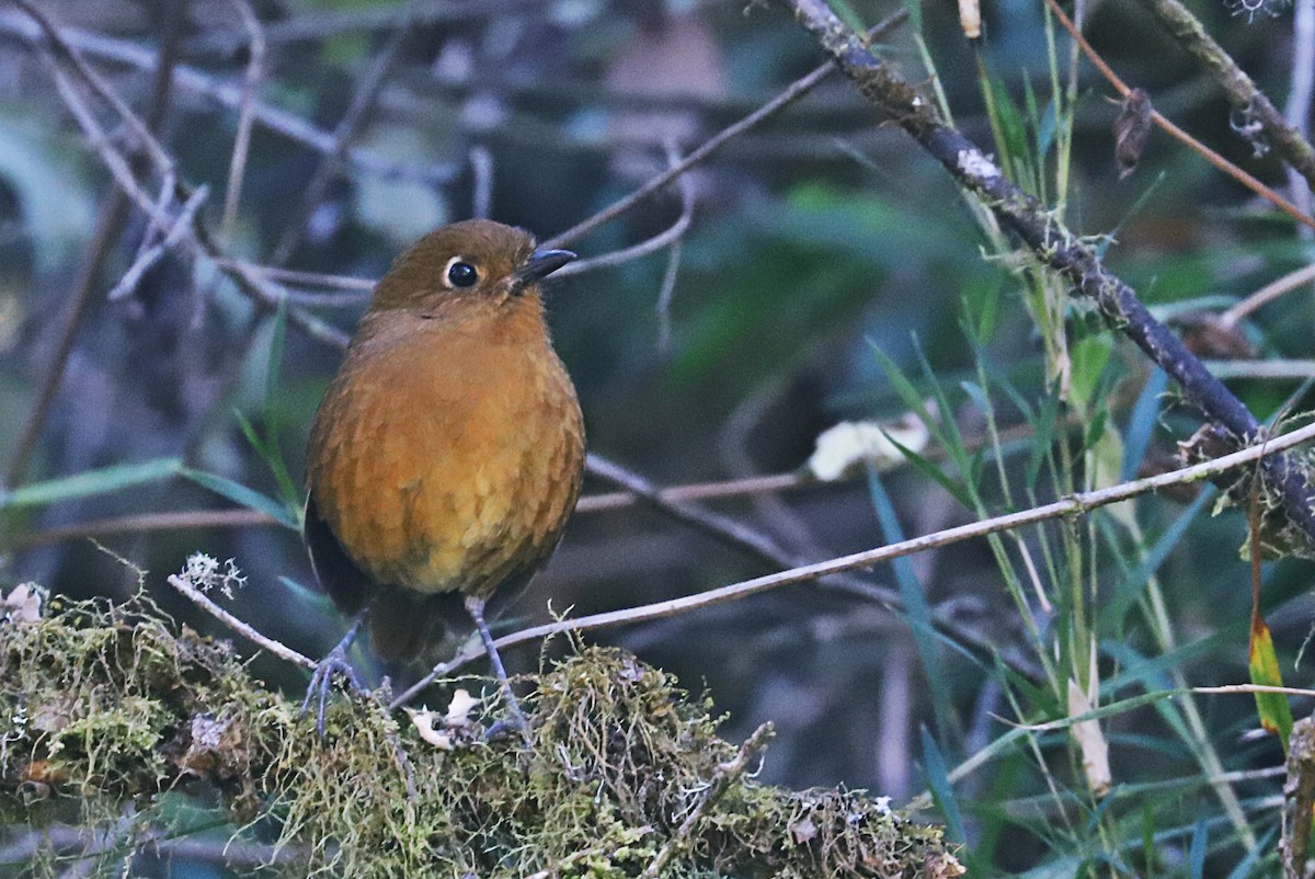 Junin Antpitta - ML591061361