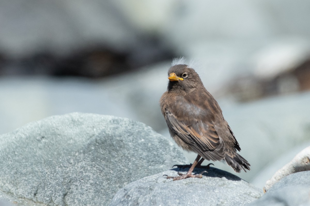 Gray-crowned Rosy-Finch (Aleutian and Kodiak Is.) - Eric Ripma