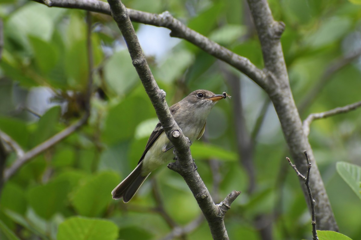 Willow Flycatcher - ML591062551