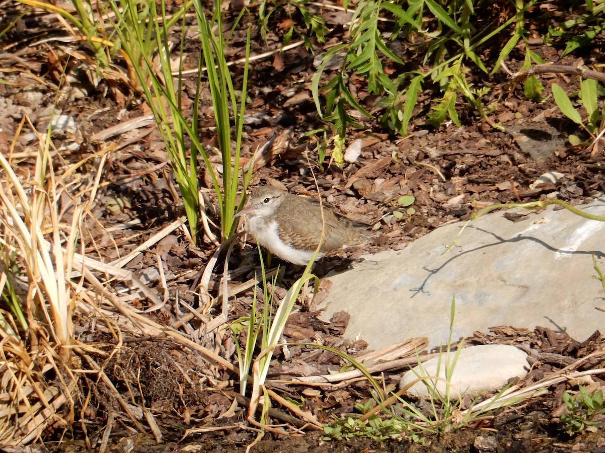 Spotted Sandpiper - ML591062791