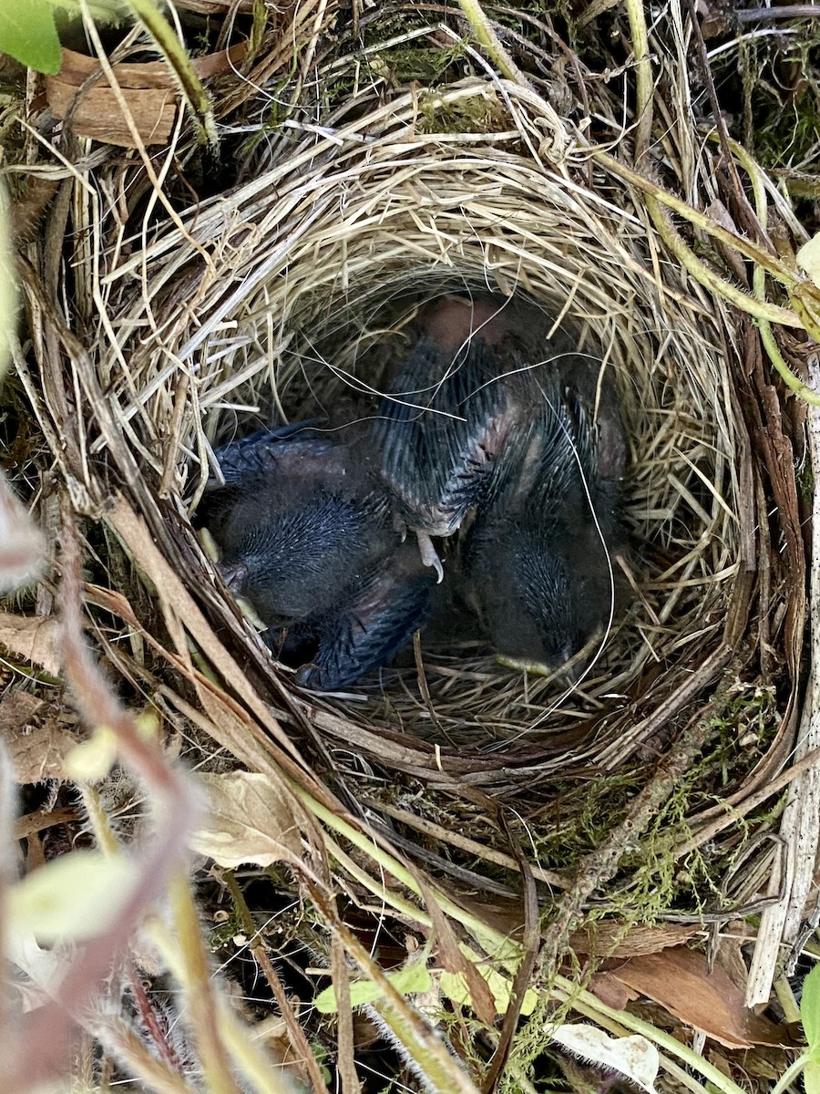 Dark-eyed Junco (Oregon) - ML591063271