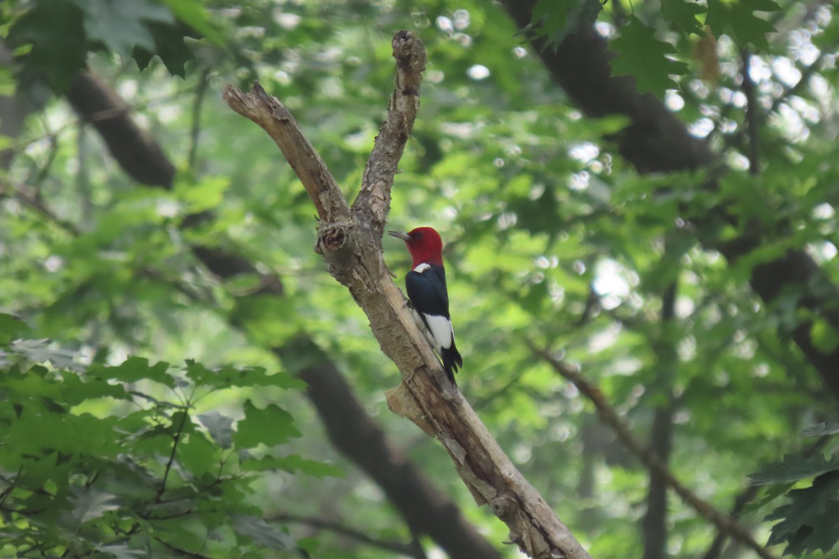 Red-headed Woodpecker - ML591063451