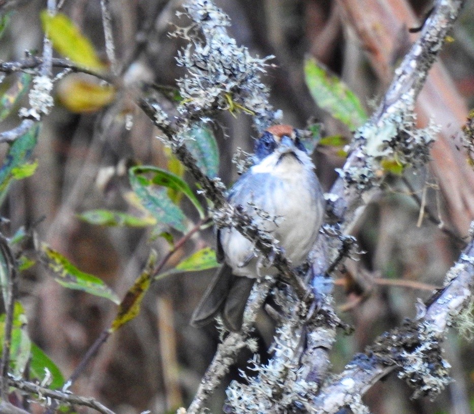 Bay-crowned Brushfinch - ML591063771