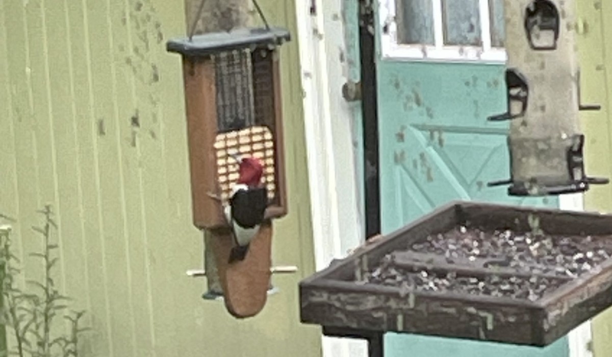 Red-headed Woodpecker - charles eldermire