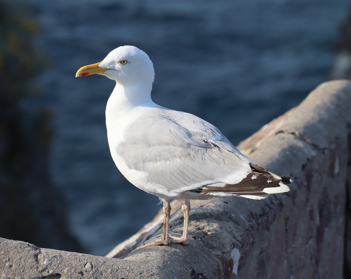 Gaviota Argéntea - ML591064321