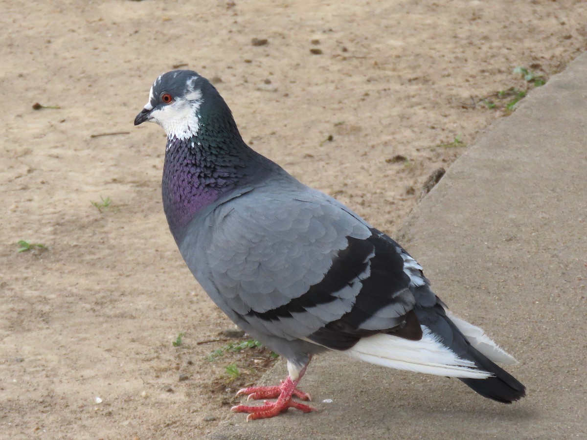 Rock Pigeon (Feral Pigeon) - ML591064731