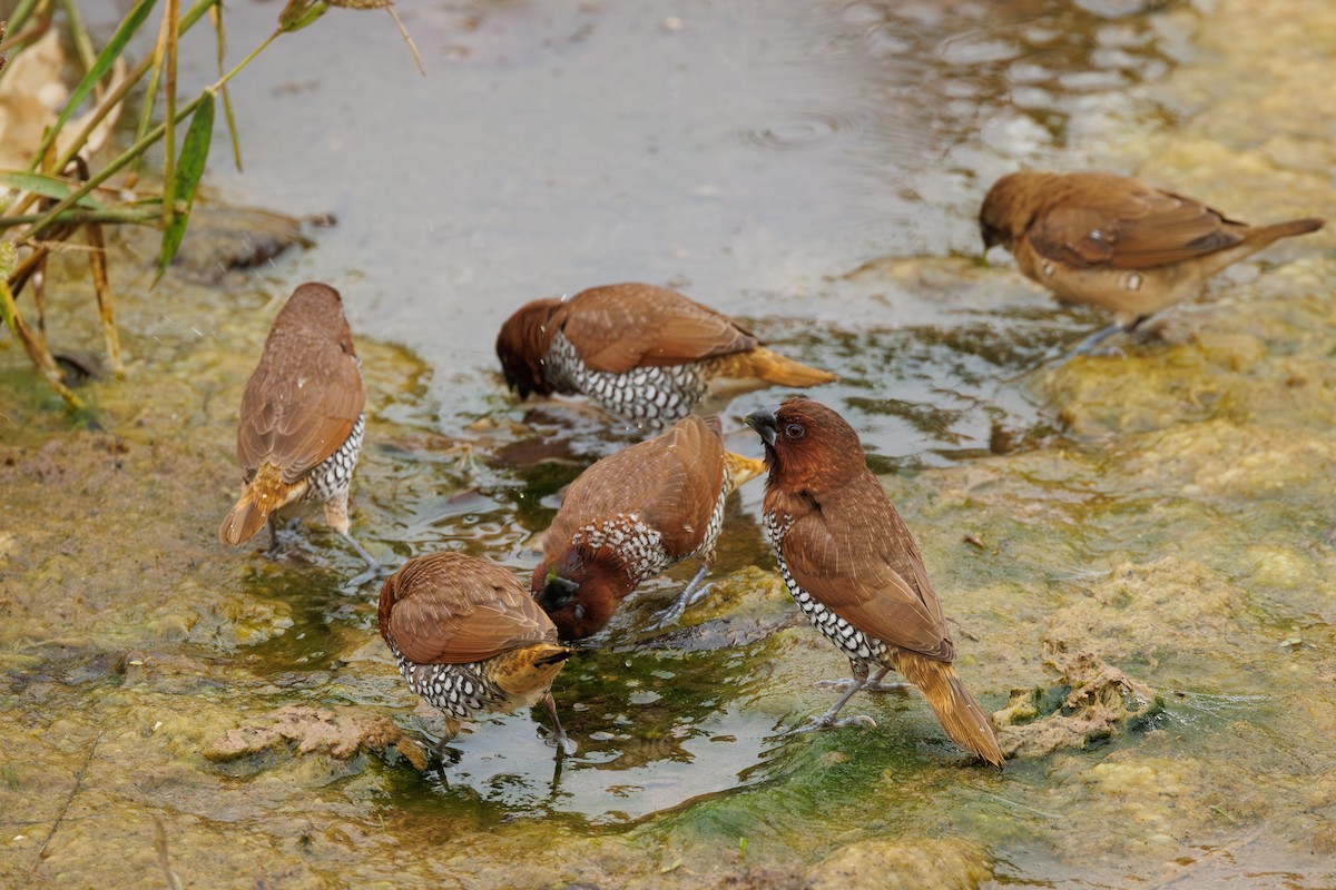 Scaly-breasted Munia - Barry Rowan