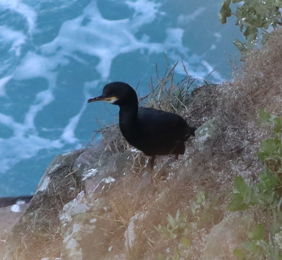 European Shag - ML591065281