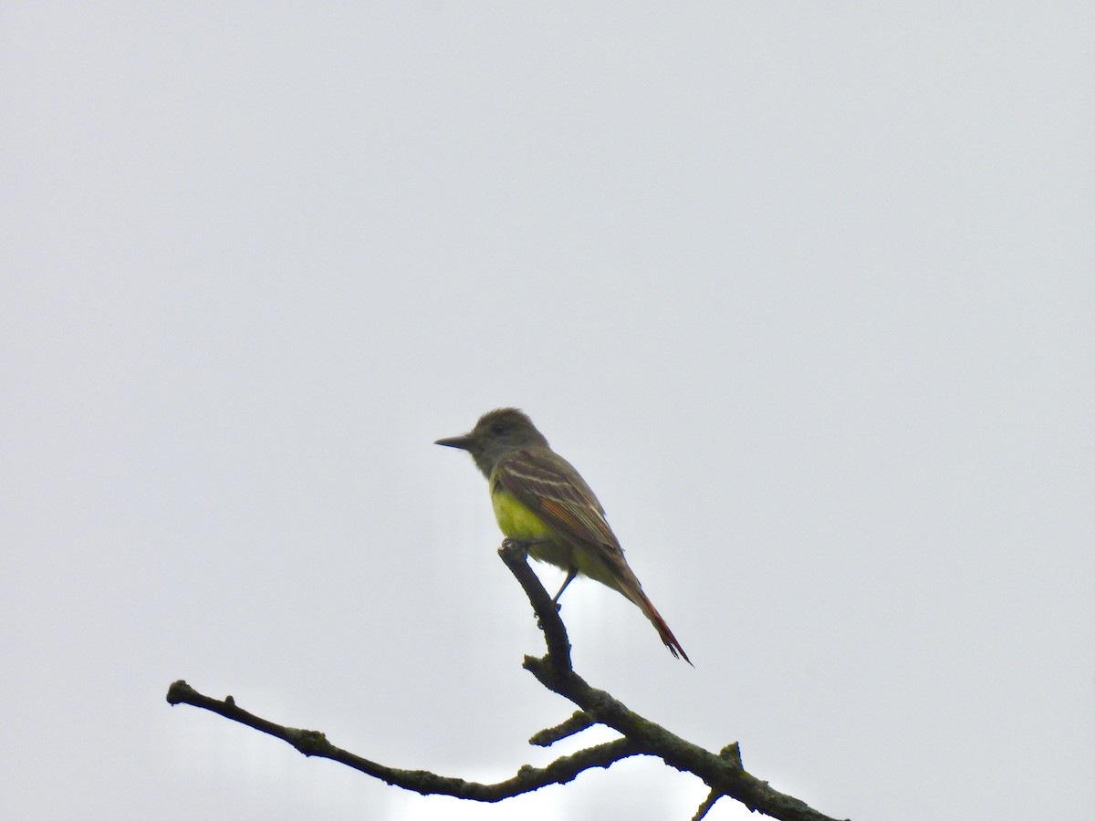 Great Crested Flycatcher - ML591065731