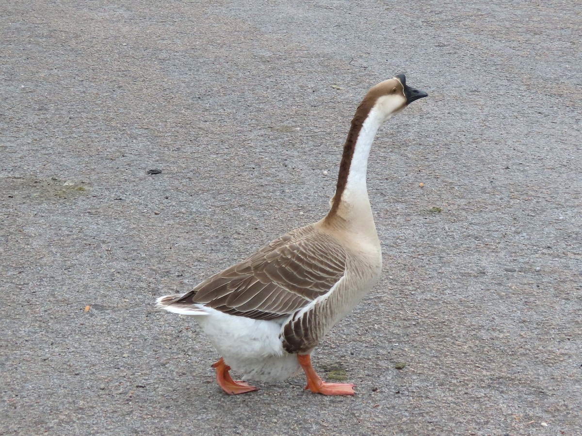 Domestic goose sp. (Domestic type) - ML591065851