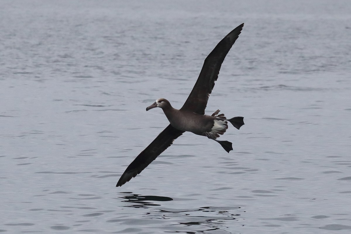 albatros černonohý - ML591067211