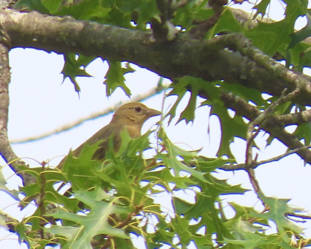 Summer Tanager - ML591067861