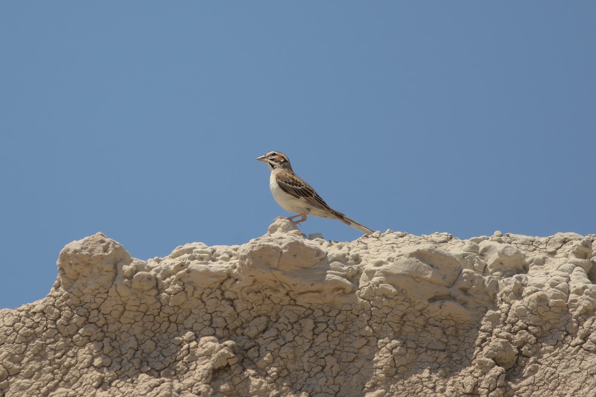 Lark Sparrow - Brennan Roy