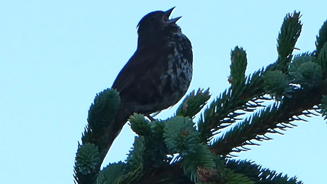 Fox Sparrow (Sooty) - ML591068261