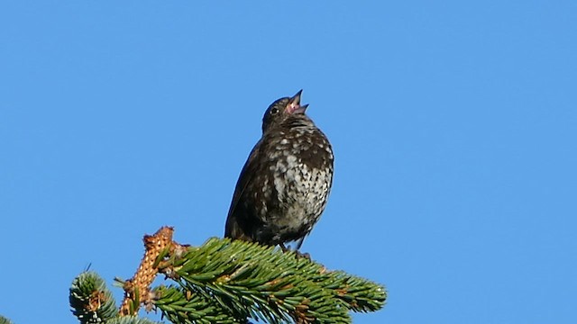 Fox Sparrow (Sooty) - ML591068281