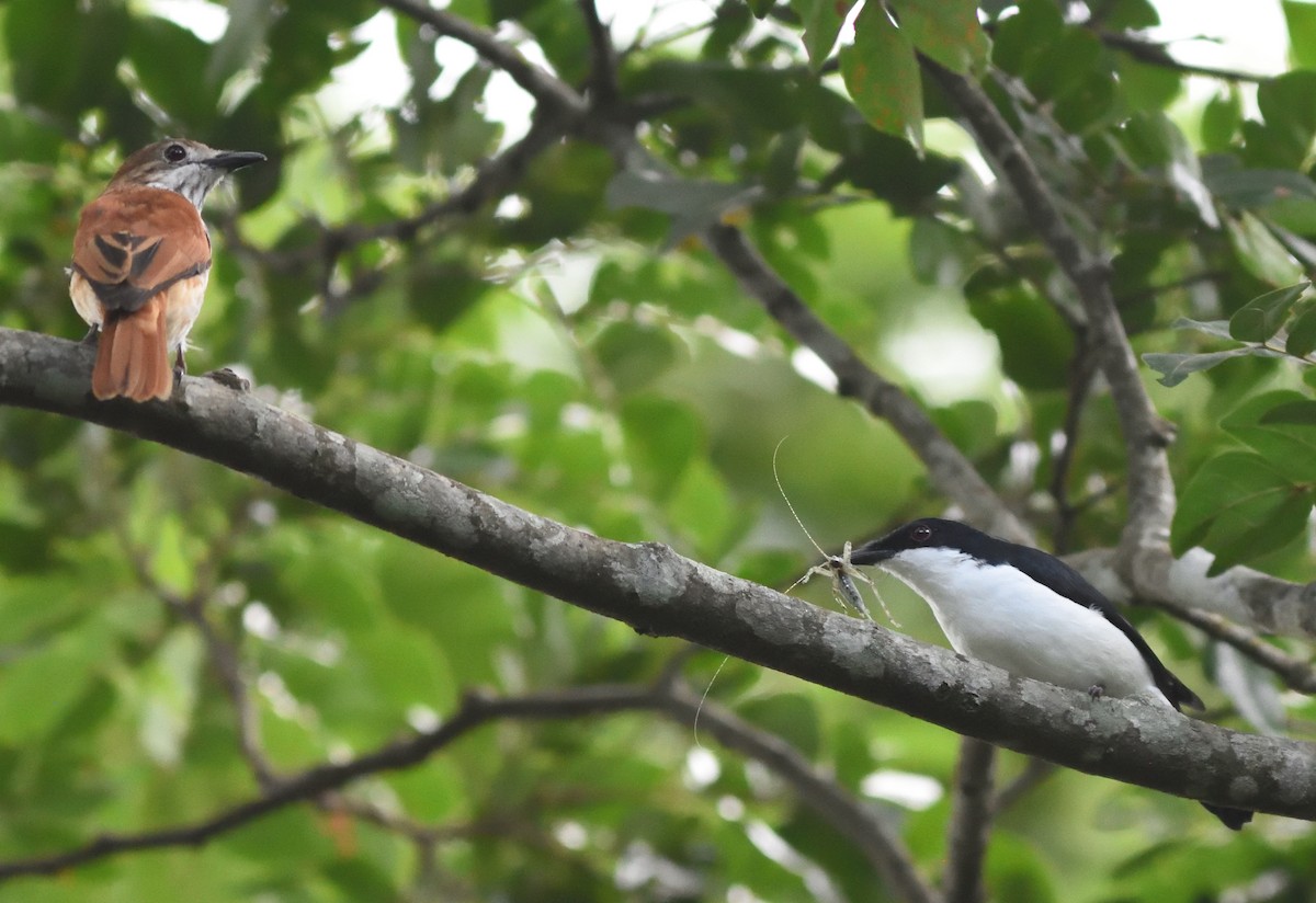 African Shrike-flycatcher - ML591068631