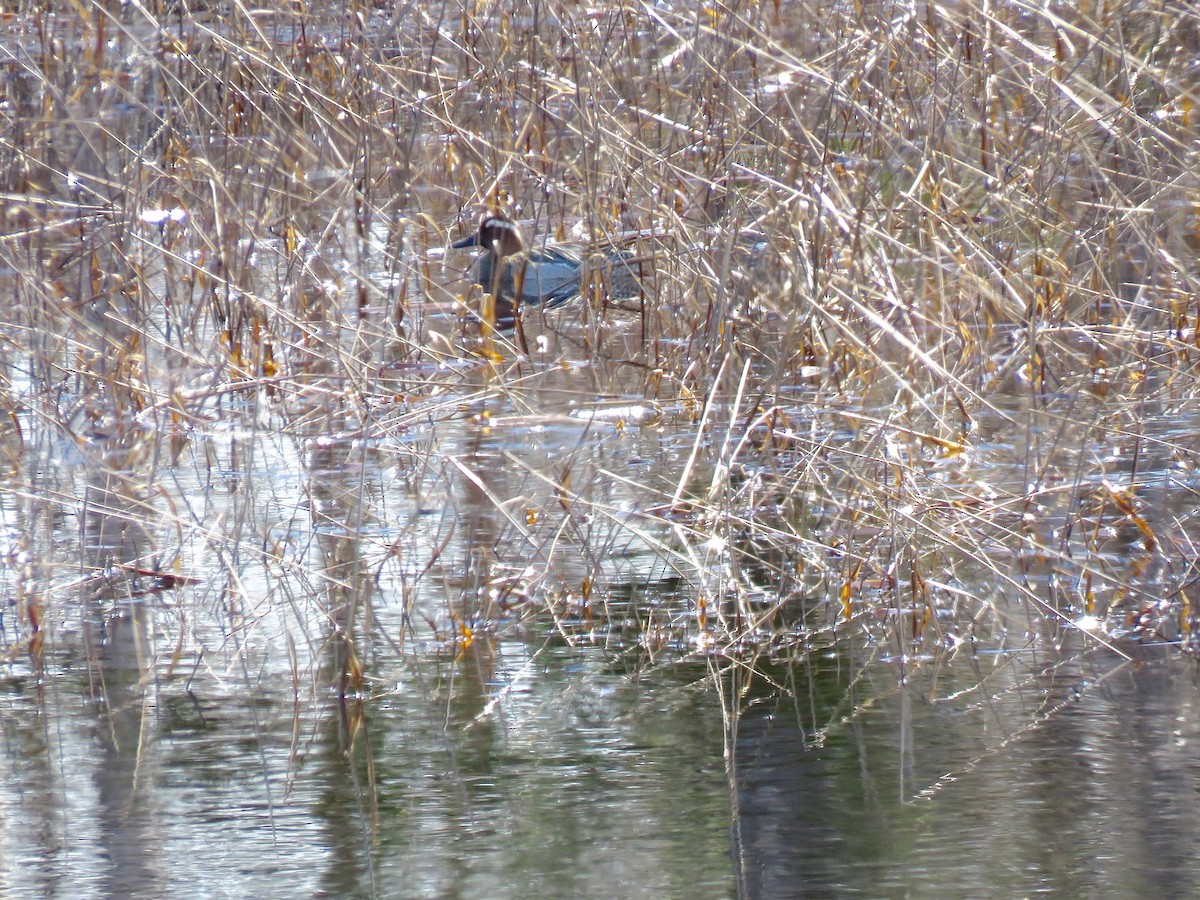 Garganey - ML59106881