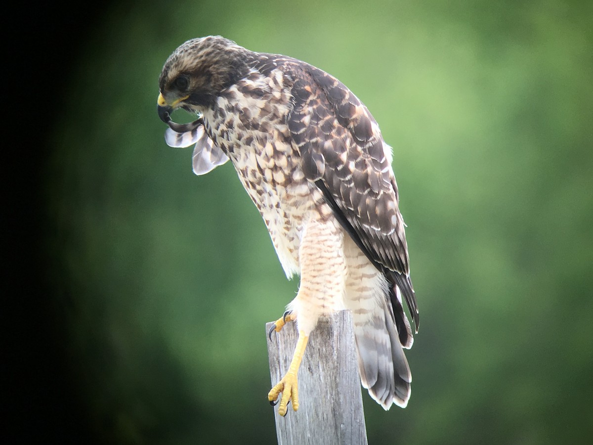 Red-shouldered Hawk - ML59106901