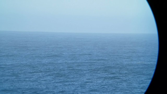 Atlantik Yelkovanı - ML591069031