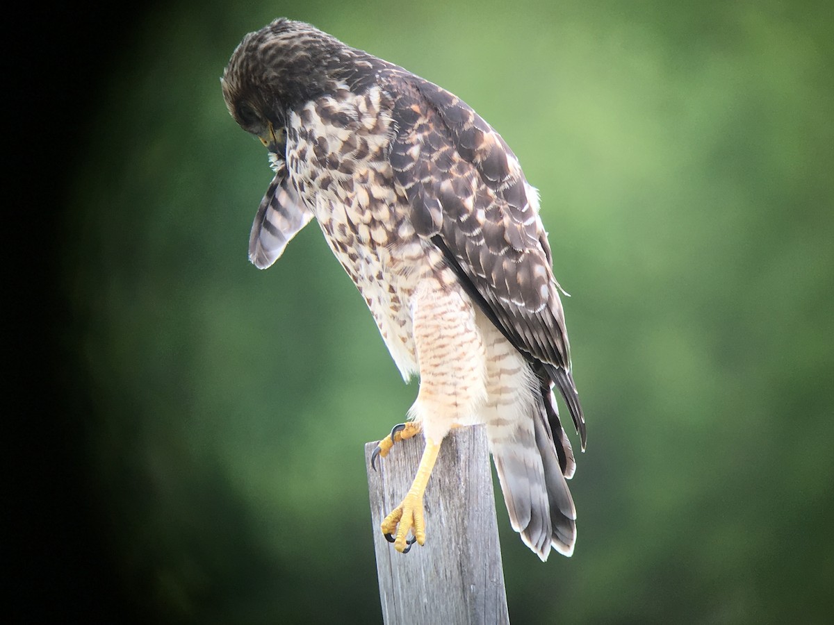 Red-shouldered Hawk - ML59106911