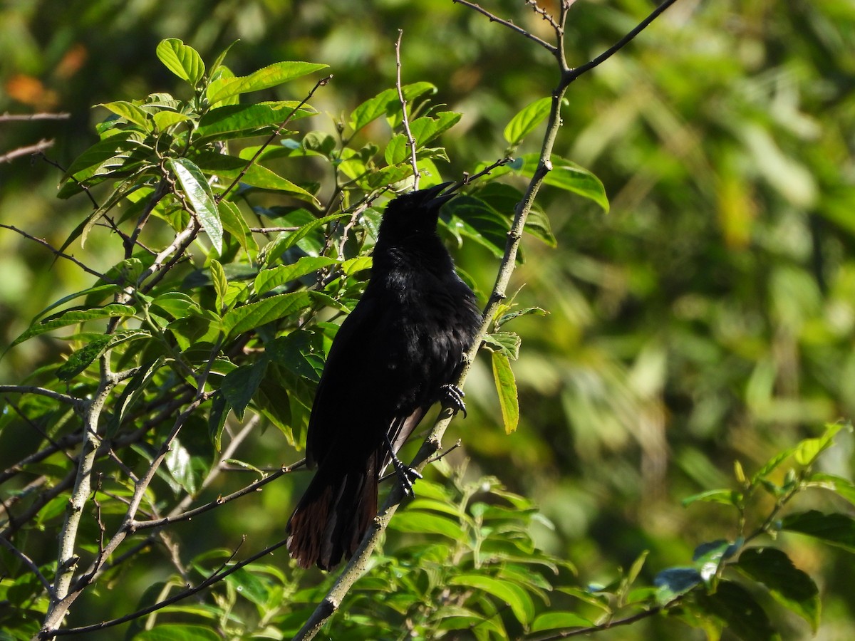 Melodious Blackbird - ML591071651
