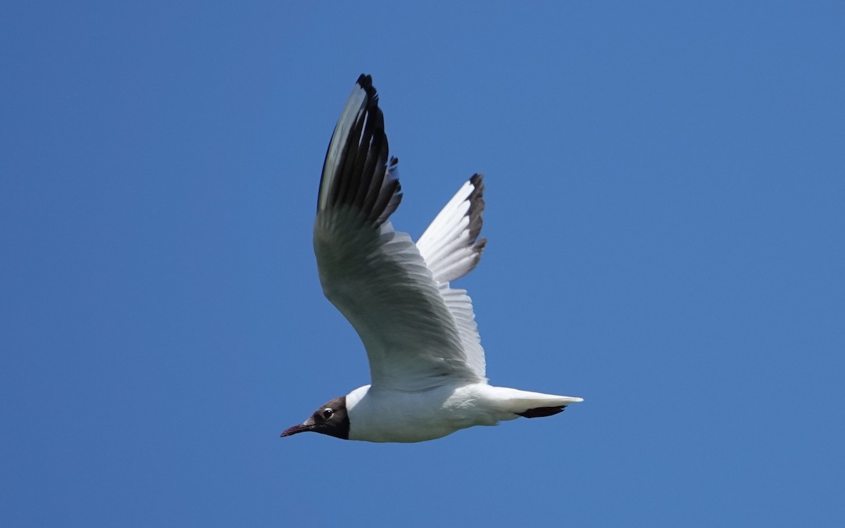 Mouette rieuse - ML591072051