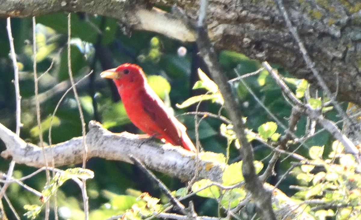 Summer Tanager - ML591073541