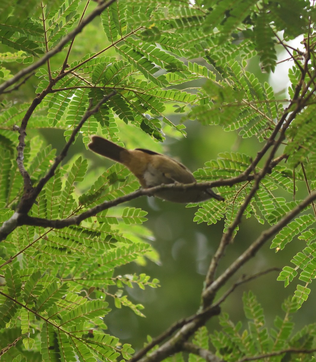 Ansorge's Greenbul - ML591073591