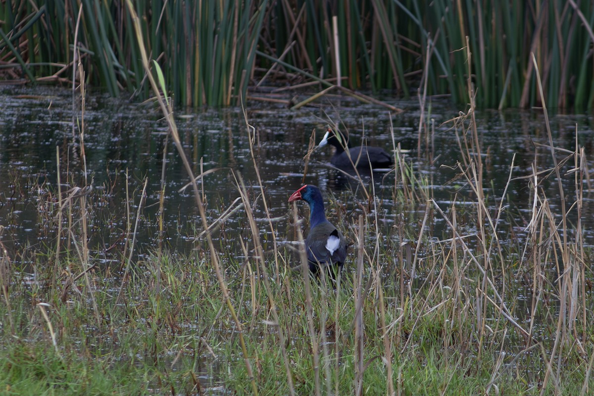 African Swamphen - ML591075421