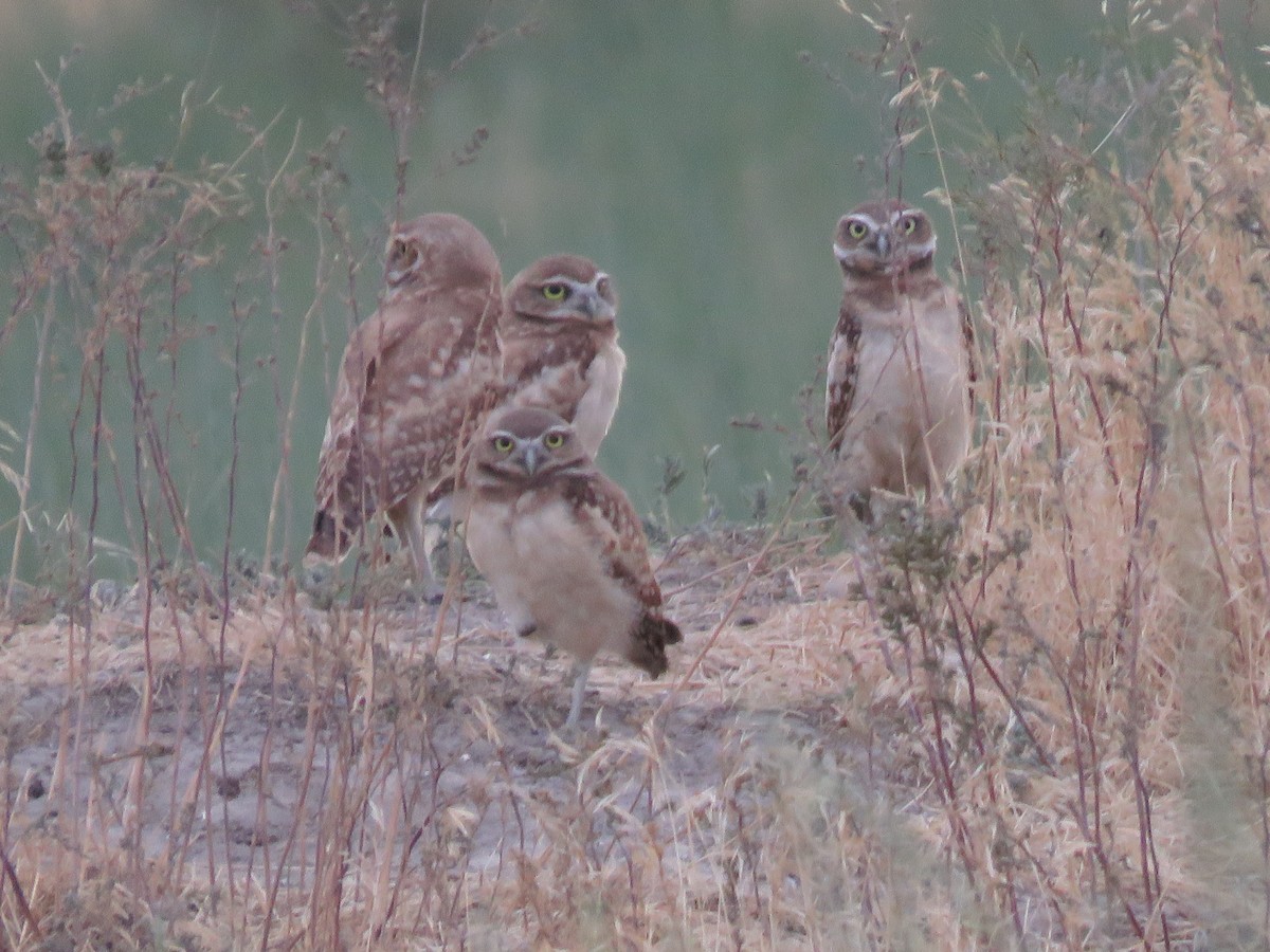 Burrowing Owl (Western) - ML591076481