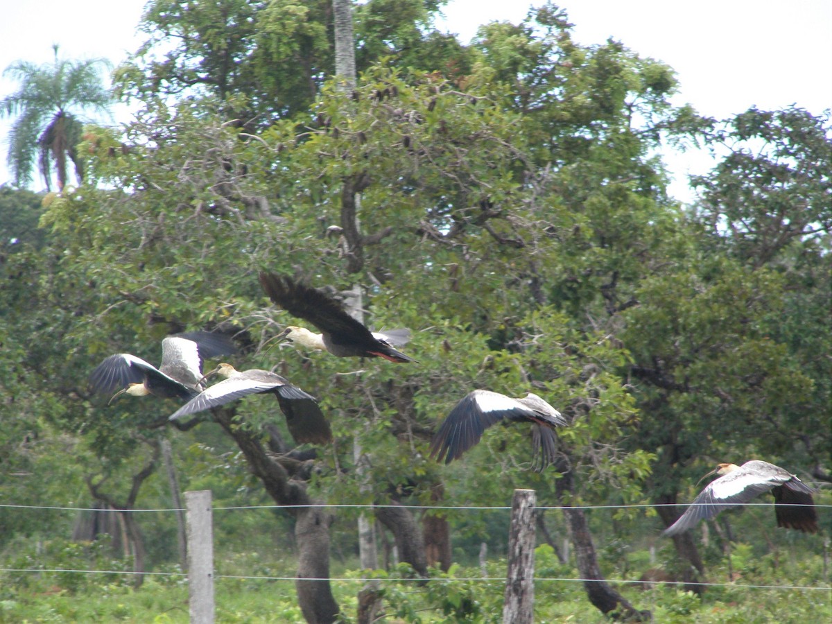 Buff-necked Ibis - ML591076531